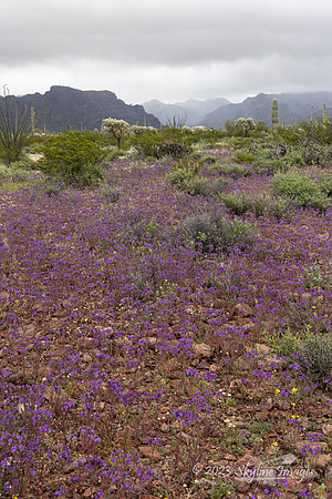 Organ Pipe Cactus National Monument