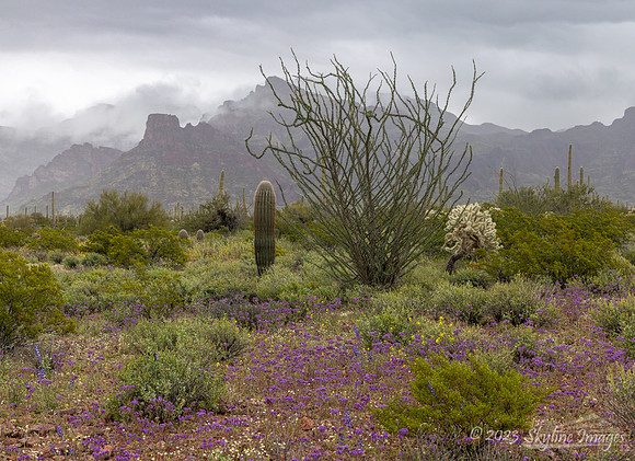 Organ Pipe Cactus National Monument
