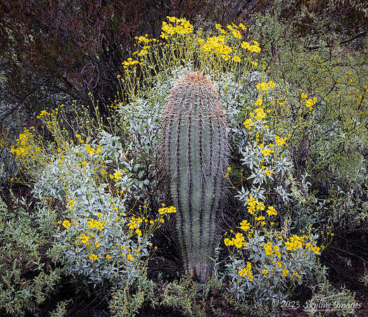 Organ Pipe Cactus National Monument