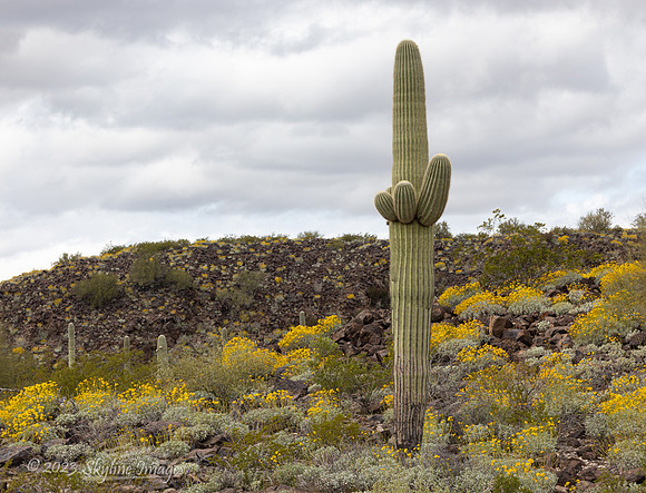 Organ Pipe Cactus National Monument