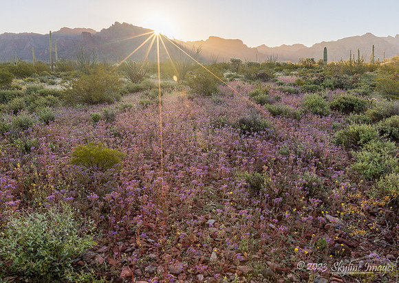 Organ Pipe Cactus National Monument