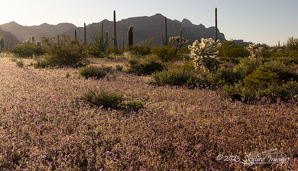 Organ Pipe Cactus National Monument
