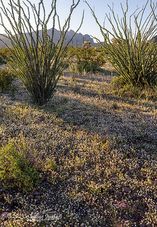 Organ Pipe Cactus National Monument