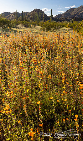 Sonoran Desert National Monument