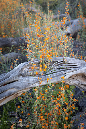 Sonoran Desert National Monument