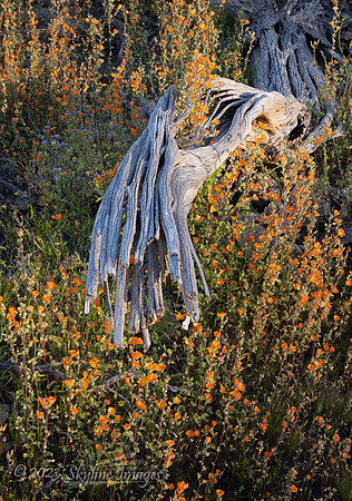 Sonoran Desert National Monument