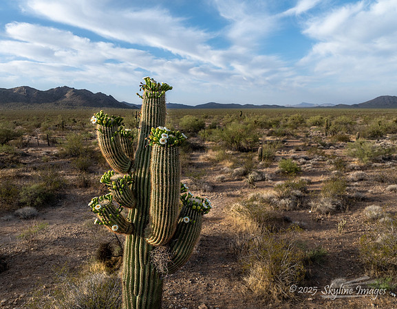 Congress Arizona