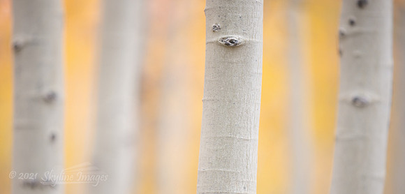 Kaibab National Forest AZ