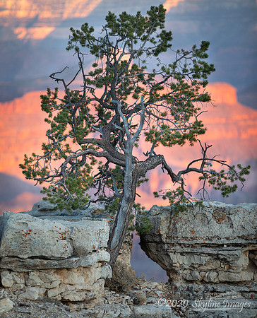 Grand Canyon AZ