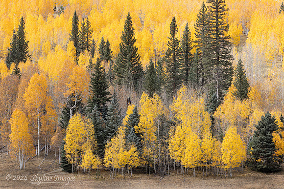Kaibab National Forest AZ