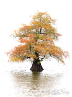 Caddo Lake, Louisiana