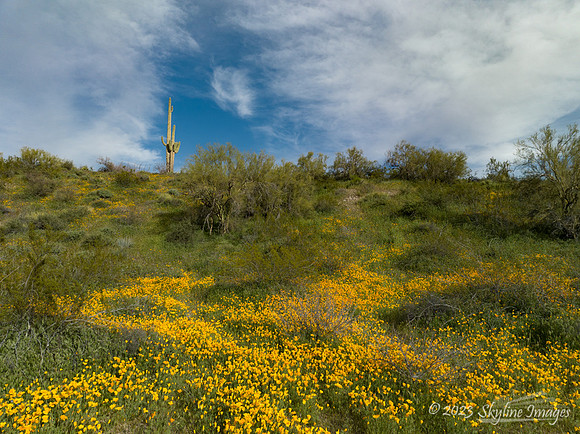 Ft McDowell Area, Arizona