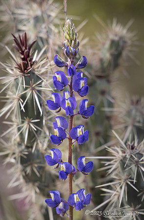 Ft McDowell Area, Arizona