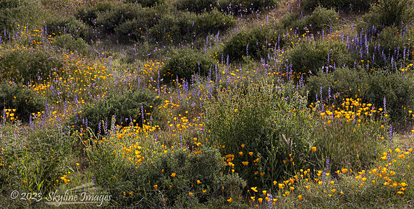 Ft McDowell Area, Arizona
