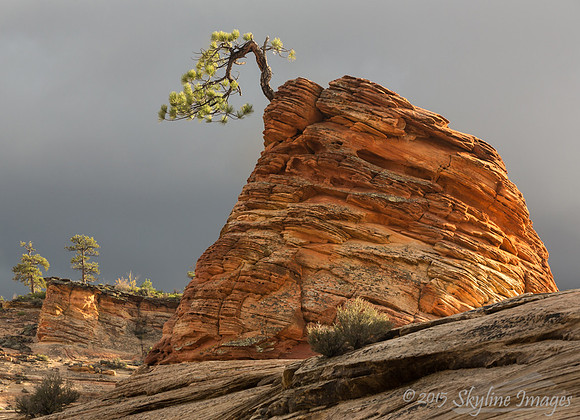 Bonsai & Storm Light in Zion NP, Utah