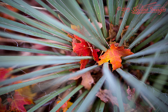 Yucca & Maple leaves in Zion NP, Utah