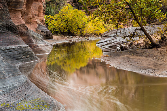 Autumn Reflected in Zion NP, Utah