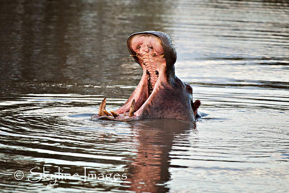 Hippo, Sabi Sands, South Africa