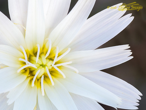 Desert Chicory, Peridot Mesa AZ