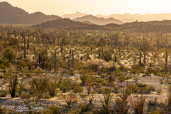 Organ Pipe Cactus National Monument