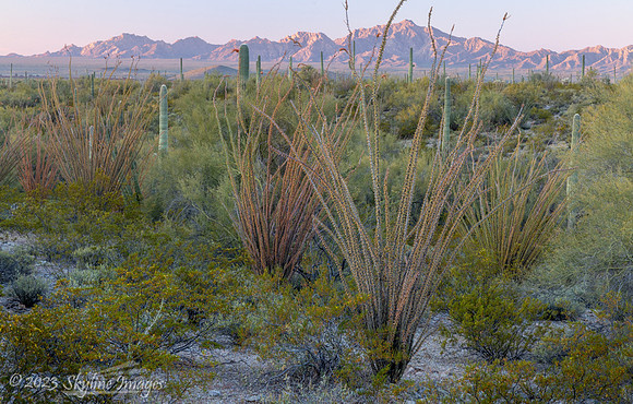 Organ Pipe Cactus National Monument