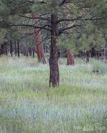 Kaibab National Forest Arizona