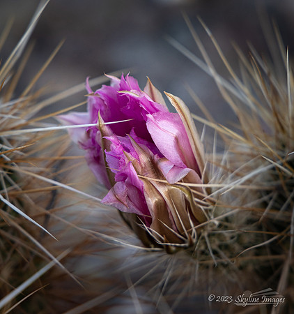 Cabeza Prieta National Wildlife Refuge Arizona