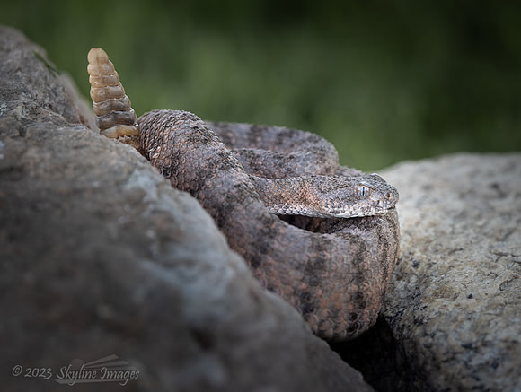 Tiger Rattlesnake