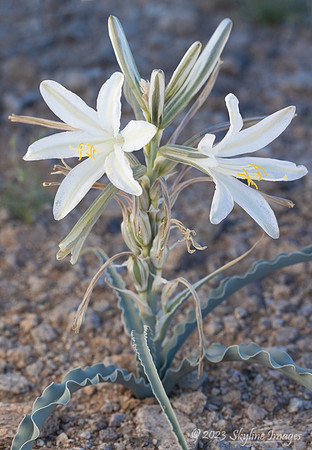 Cabeza Prieta National Wildlife Refuge Arizona