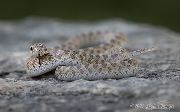 Glossy Snake