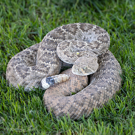 Western Diamondback Rattlesnake