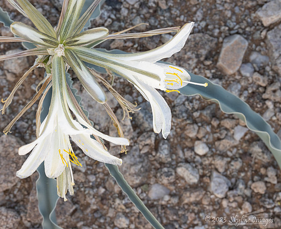 Cabeza Prieta National Wildlife Refuge Arizona