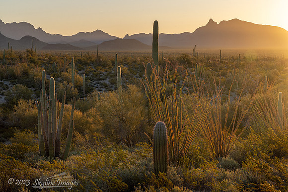 Organ Pipe Cactus National Monument