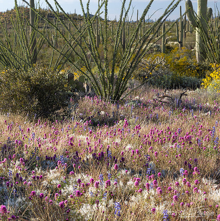 Organ Pipe Cactus National Monument