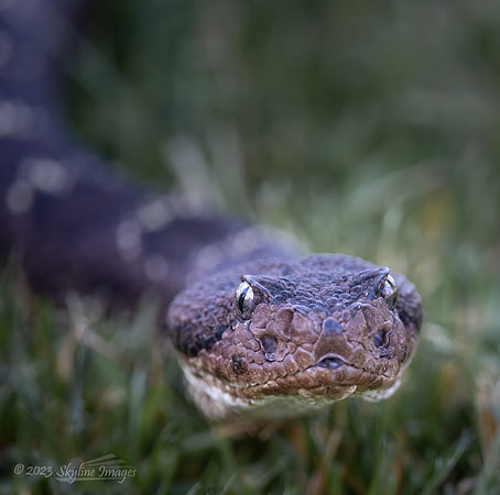 Arizona Black Rattlesnake