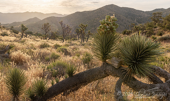 Joshua Tree National Park, California