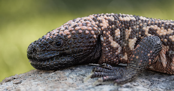 Gila Monster