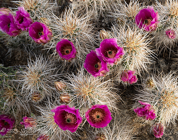 Joshua Tree National Park, California