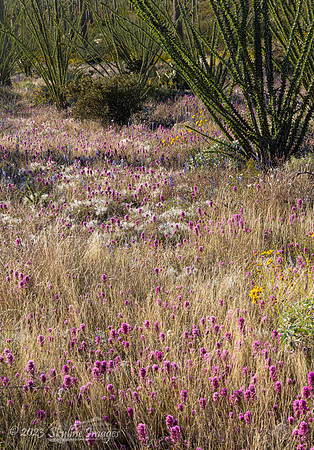 Organ Pipe Cactus National Monument