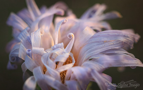 Joshua Tree National Park, California