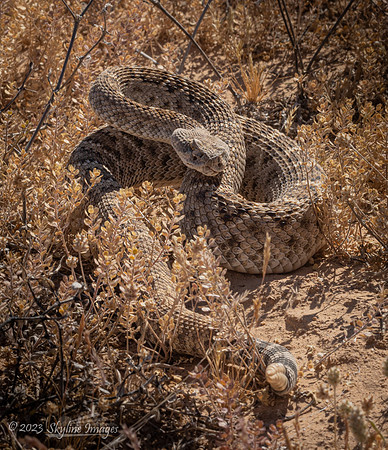 Cabeza Prieta National Wildlife Refuge Arizona