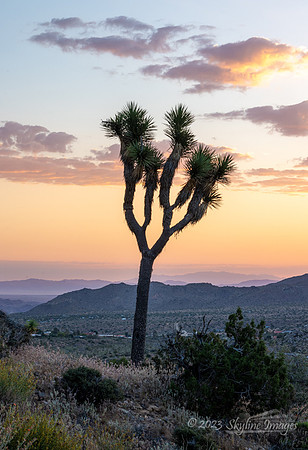 Joshua Tree National Park, California