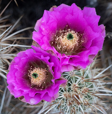 Joshua Tree National Park, California