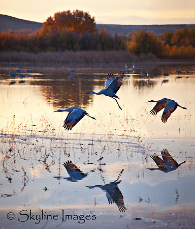 Sandhill Cranes