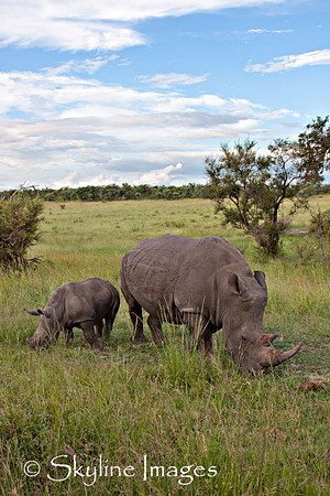 Rhino with Young, Sabi Sands, South Africa