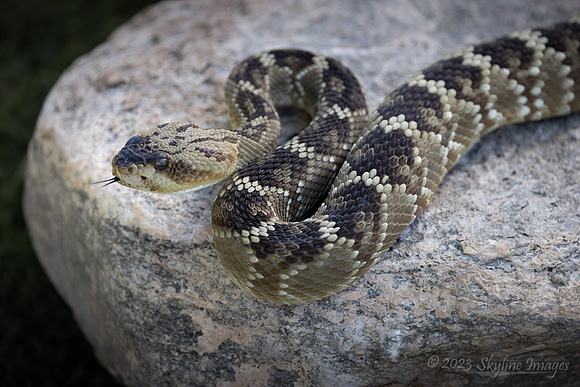 Blacktail Rattlesnake