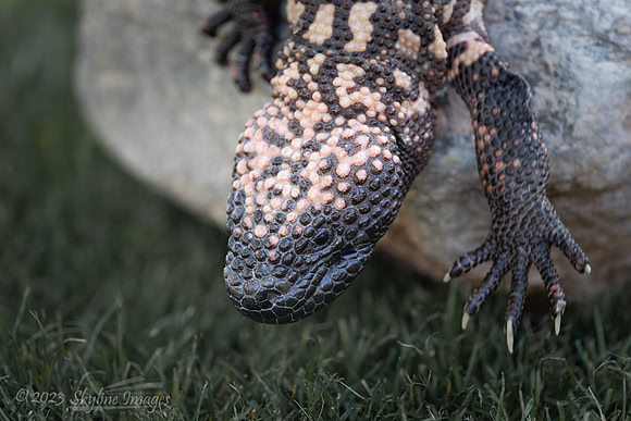 Gila Monster
