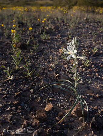 Darby Well BLM Arizona