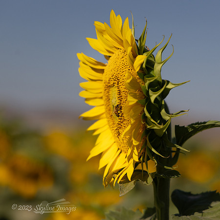 Maricopa, Arizona