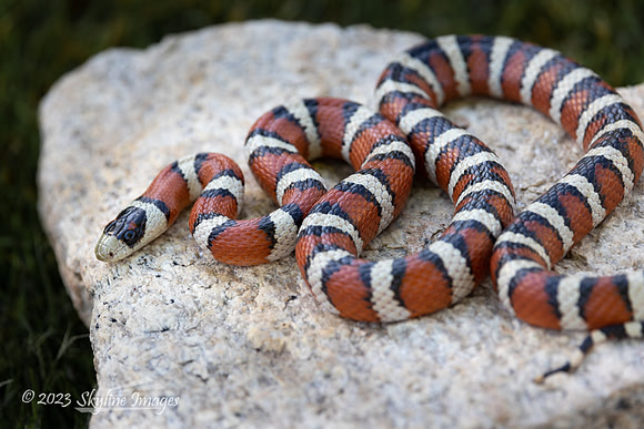 Chihuahuan Mountain King Snake